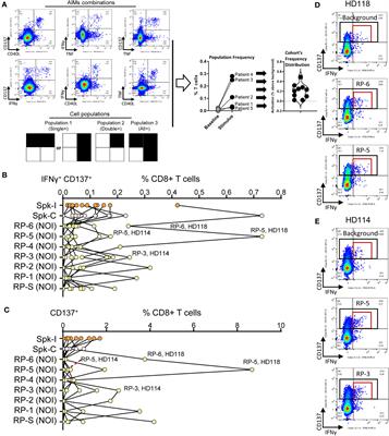 Experimental validation of immunogenic SARS-CoV-2 T cell epitopes identified by artificial intelligence